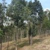kebun gaharu